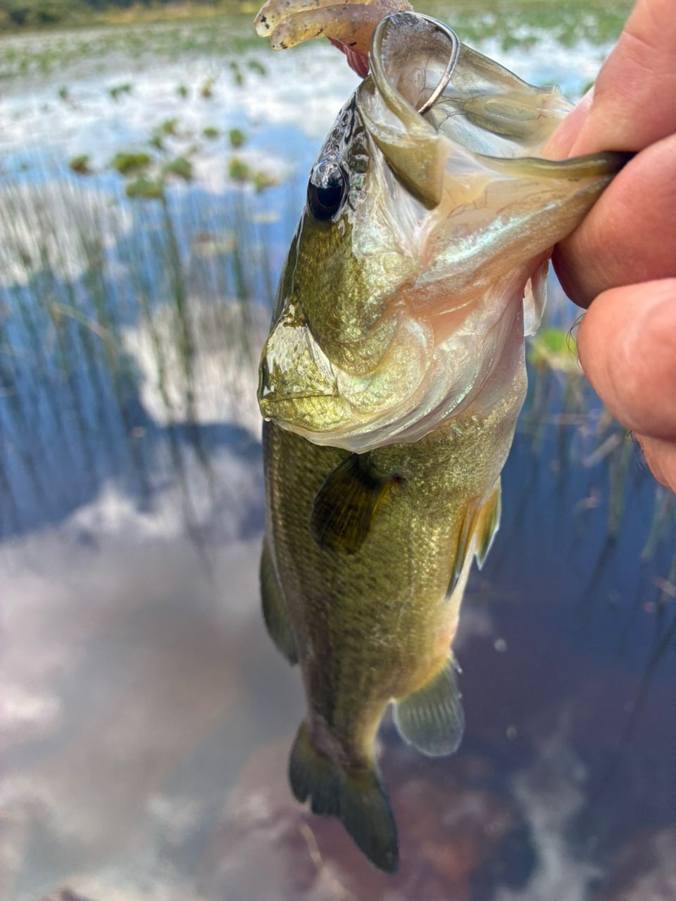 ラージマウスバス