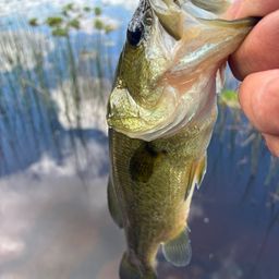 ラージマウスバス