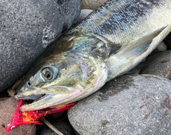 アキアジの釣果