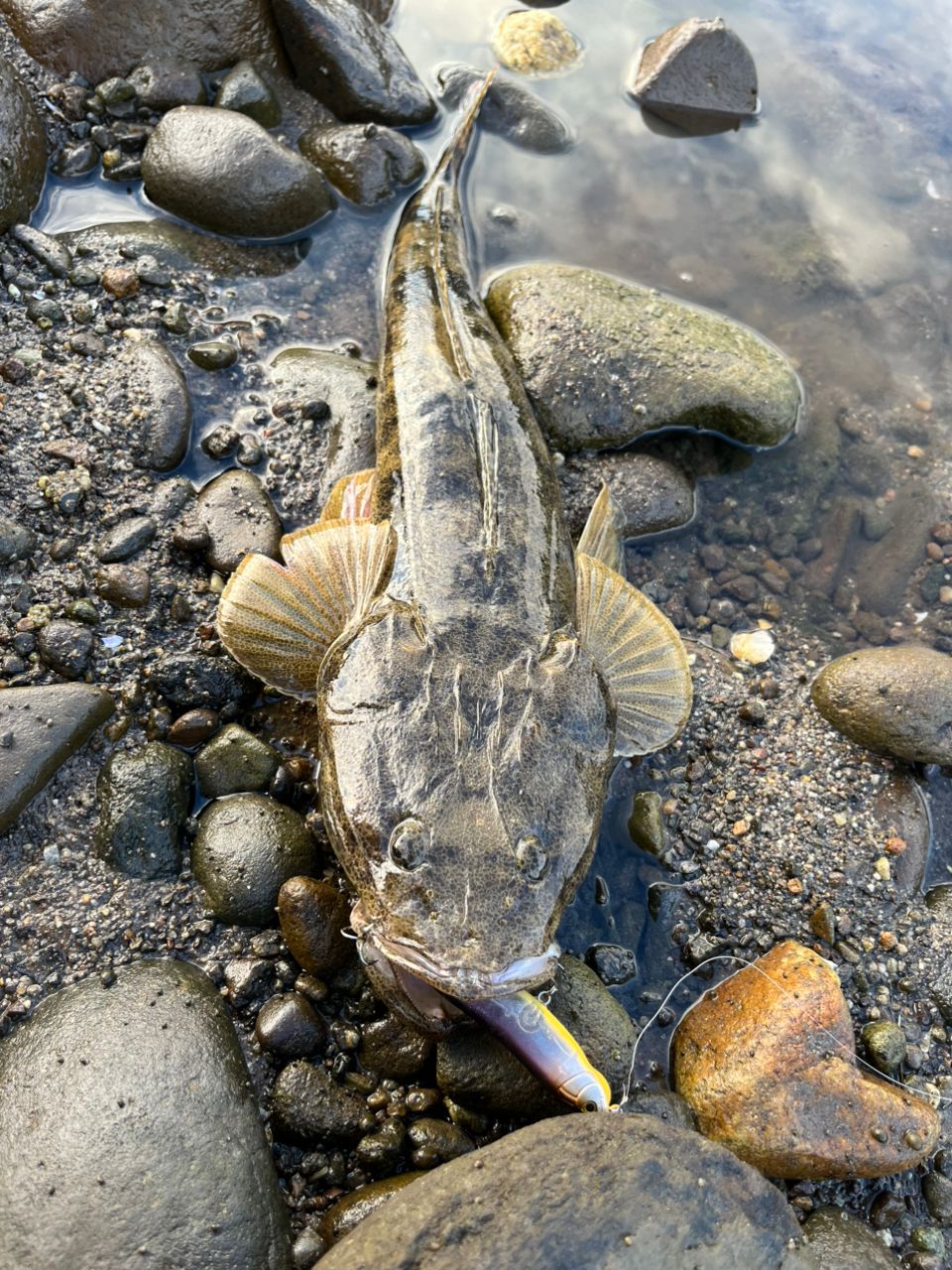 マゴチ