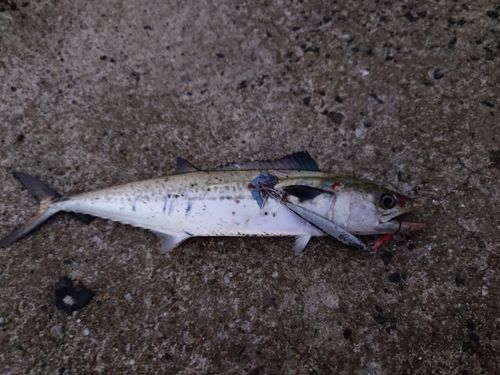 サゴシの釣果