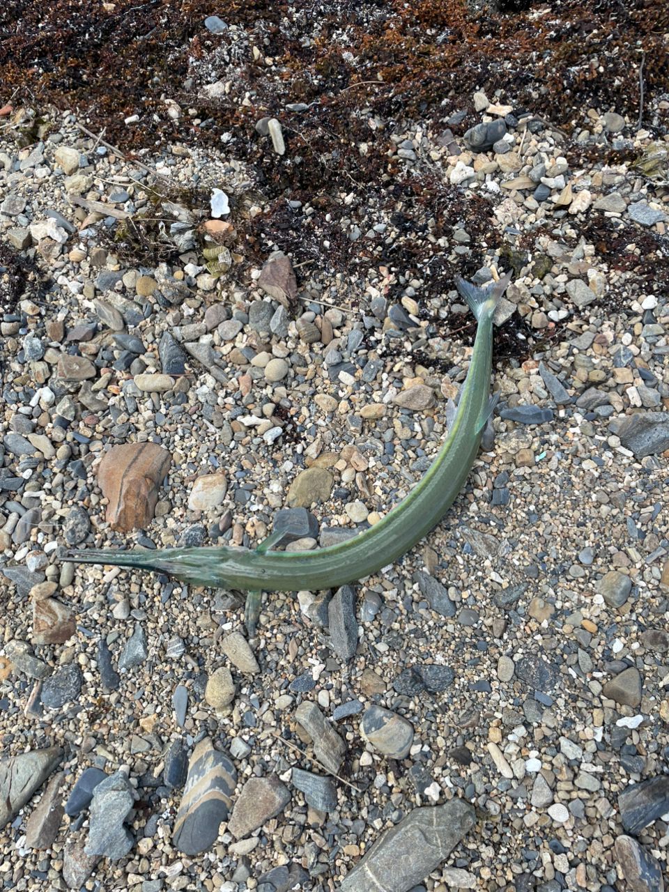 リュウキュウダツ