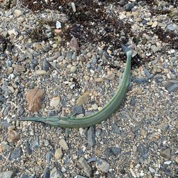 リュウキュウダツ