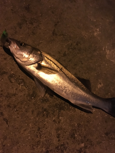 スズキの釣果