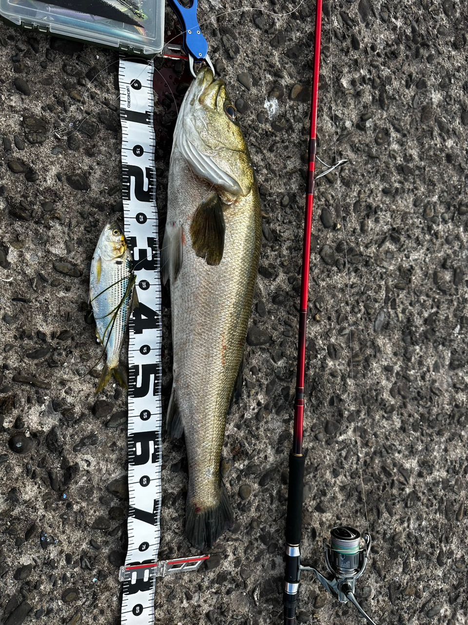 WORLD SHAULA BG 21055R-3 美品！ SHIMANO 20ワールドシャウラ BG 21055R-3の最安値・インプレ・釣果