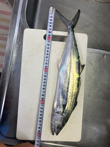 サゴシの釣果