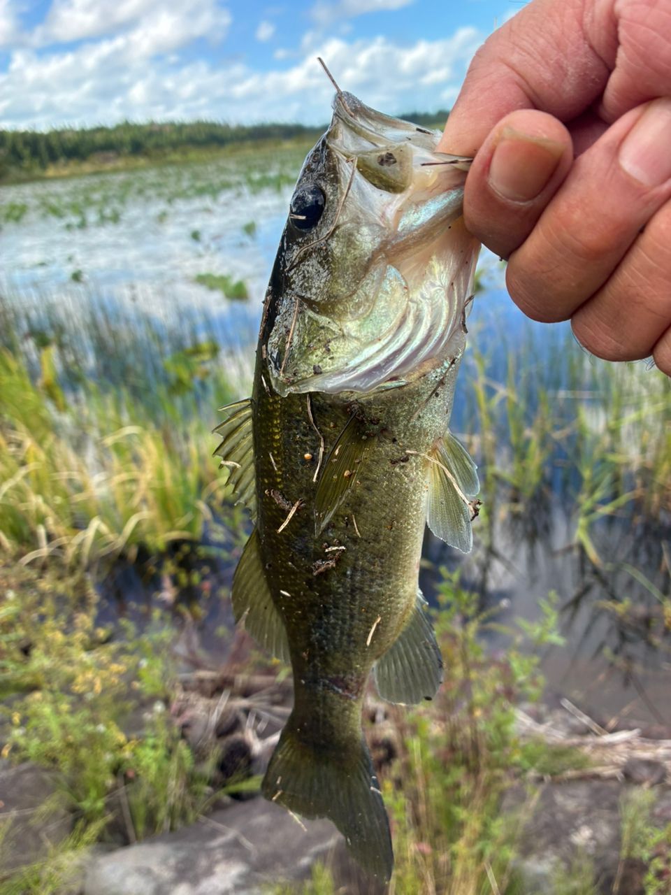 ラージマウスバス