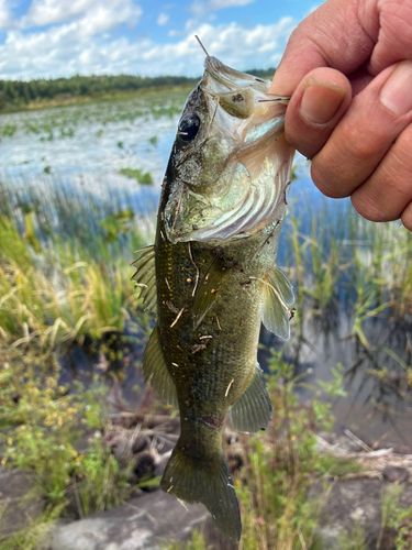 ラージマウスバスの釣果