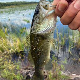 ラージマウスバス