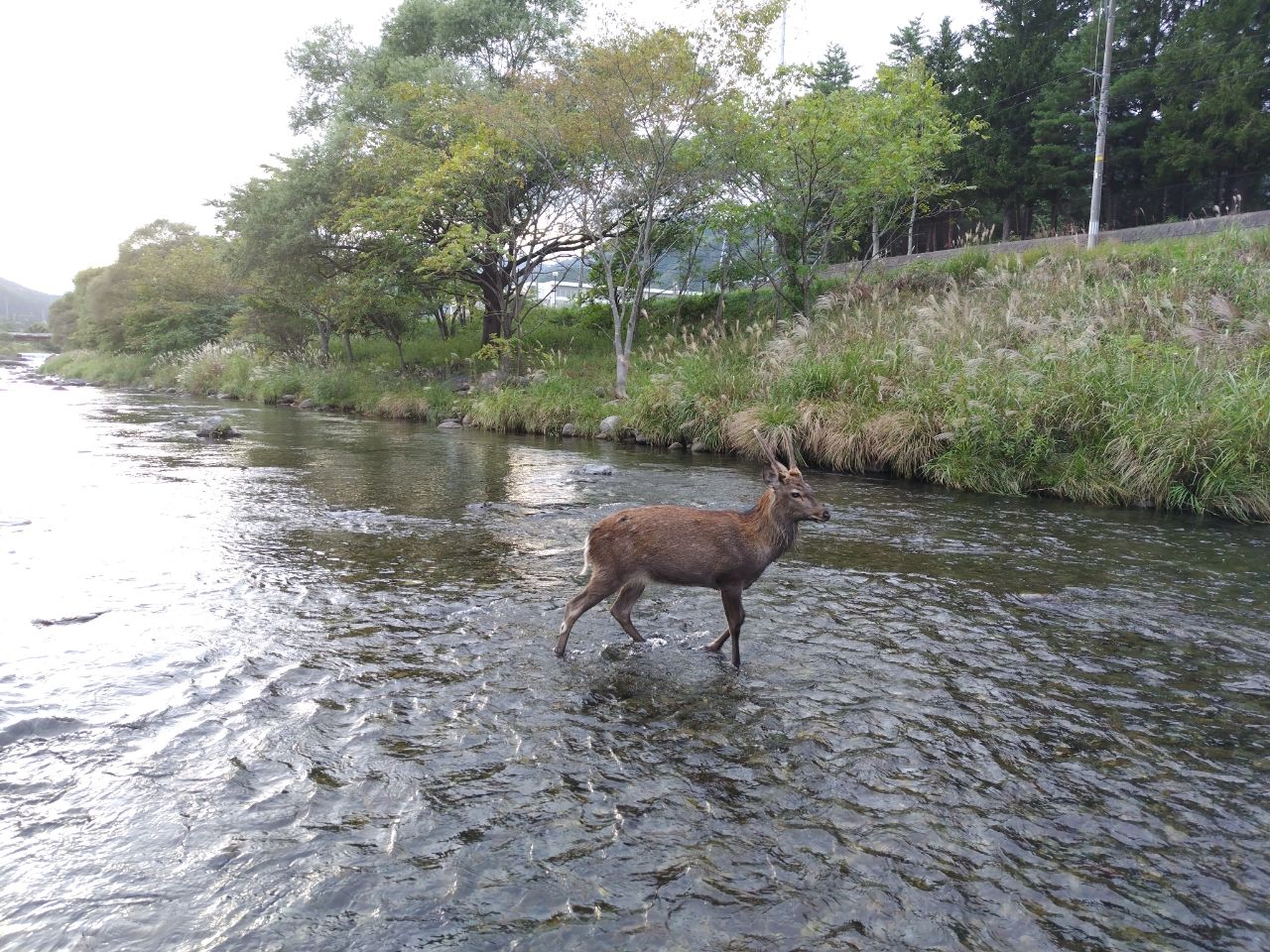 アユ