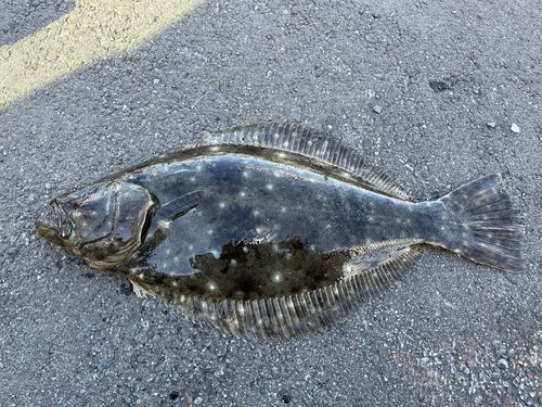 ヒラメの釣果