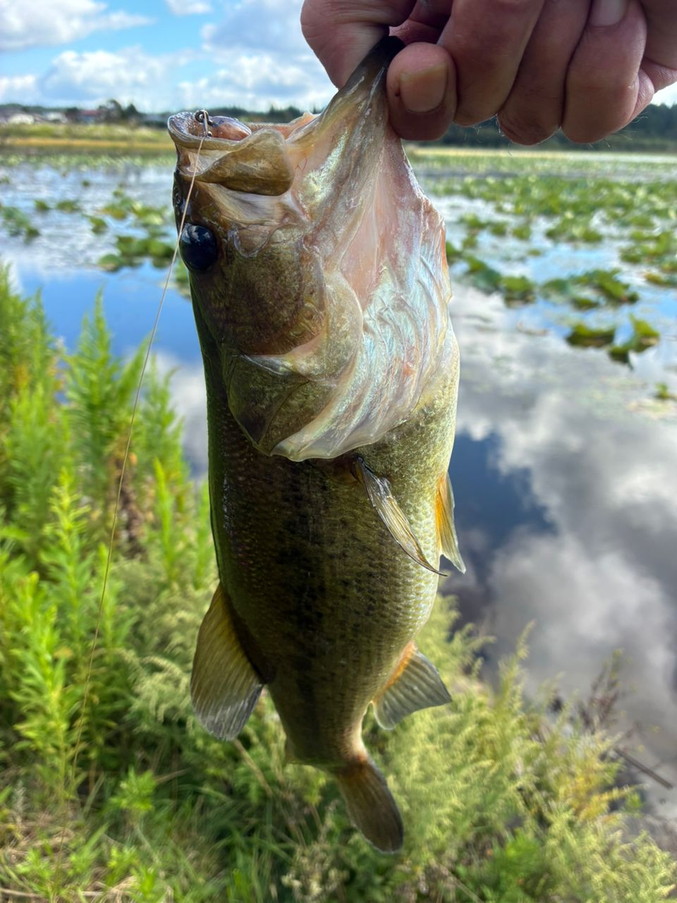 ラージマウスバス