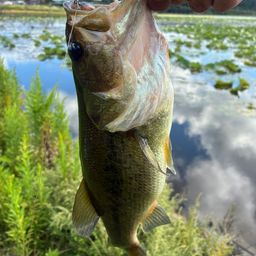 ラージマウスバス