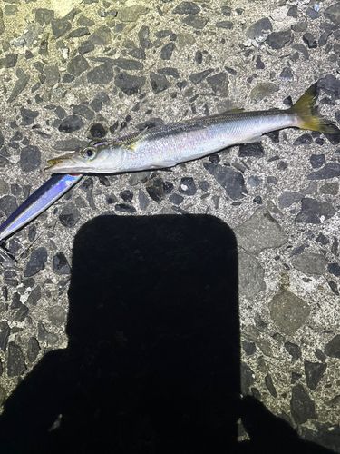 カマスの釣果