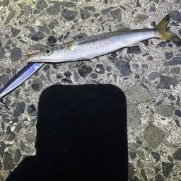 カマス
