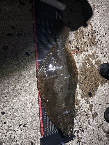 ヒラメの釣果
