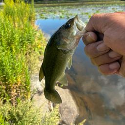 ラージマウスバス