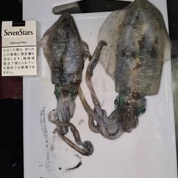 アオリイカ