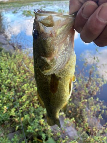 ラージマウスバスの釣果