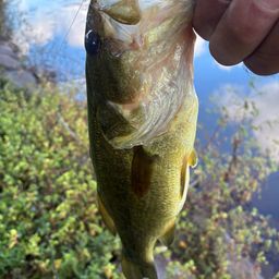 ラージマウスバス