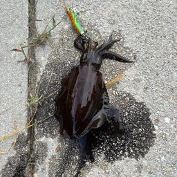 アオリイカ
