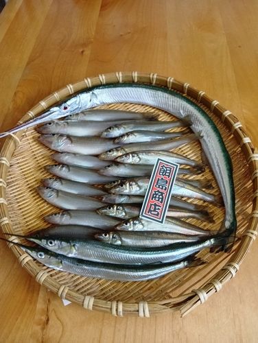 シロギスの釣果