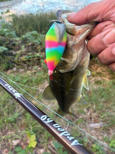 ラージマウスバスの釣果