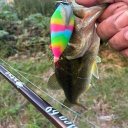 ラージマウスバス