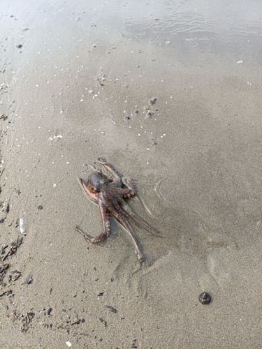 タコの釣果