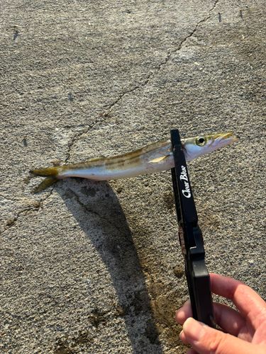 カマスの釣果