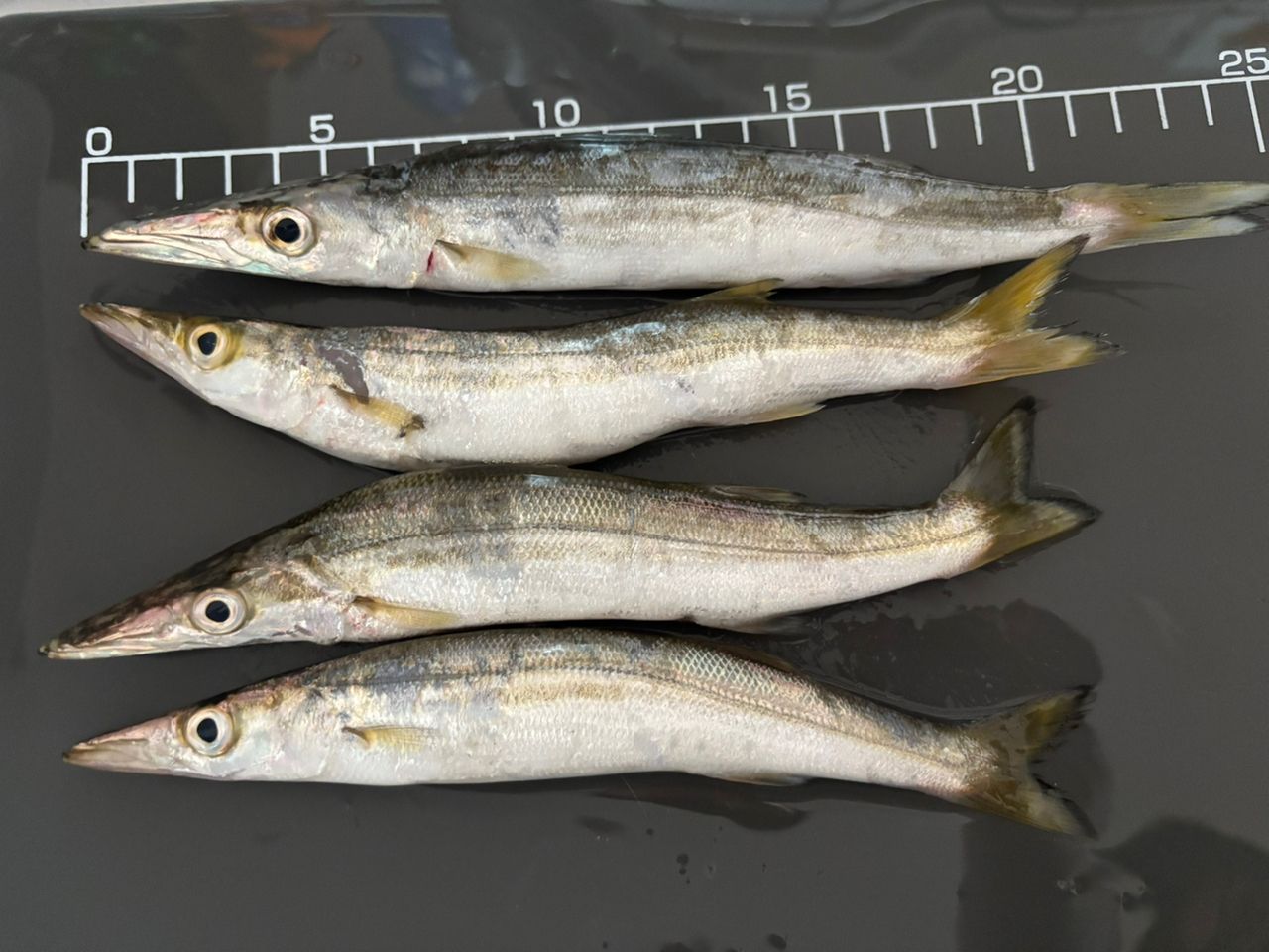 カマス