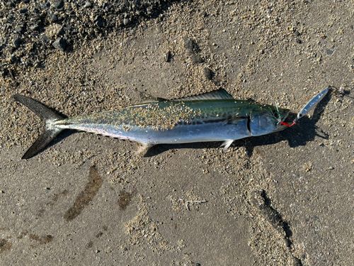 サゴシの釣果