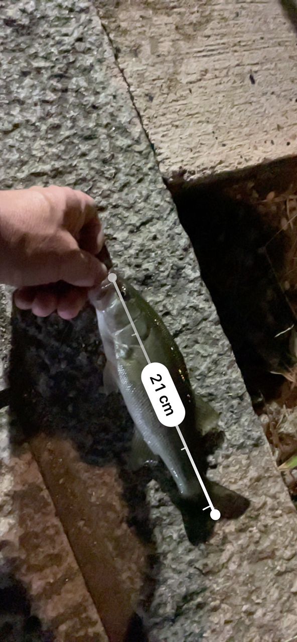 ブラックバス
