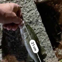 ブラックバス