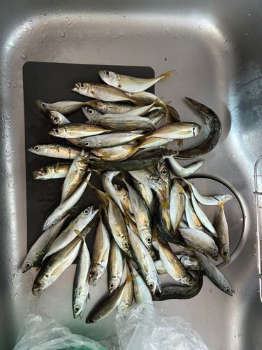 追波湾