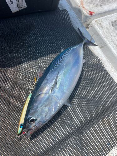 スマガツオの釣果