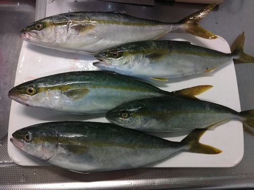 ワカシの釣果