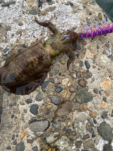 アオリイカの釣果