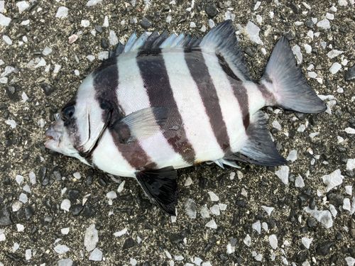 サンバソウの釣果