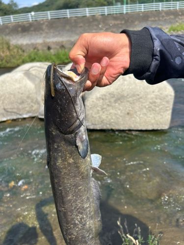 ニホンナマズの釣果