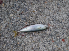 サバの釣果