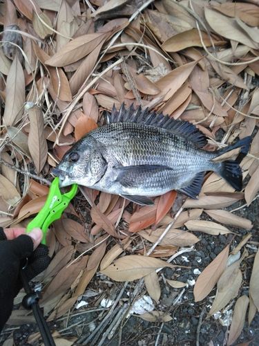 釣果