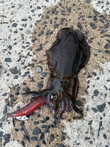 イカの釣果