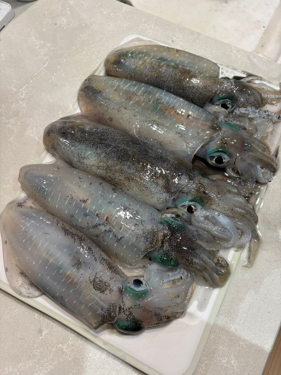 アオリイカ