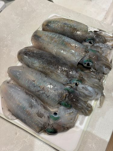 新堀川河口