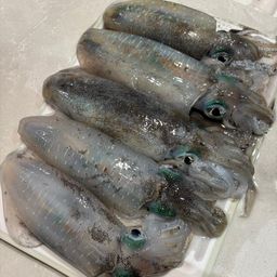 アオリイカ