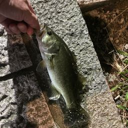 ブラックバス