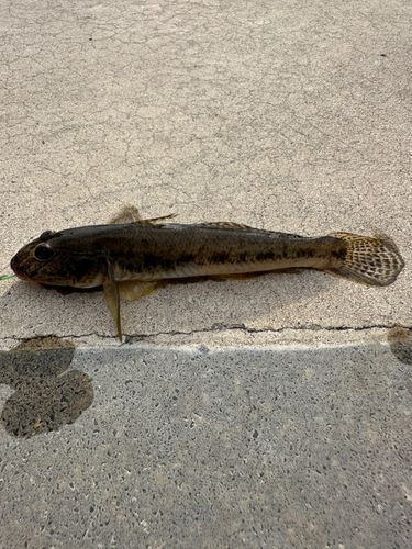 ハゼの釣果