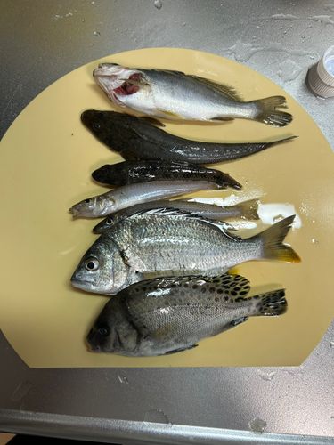 相模川下流
