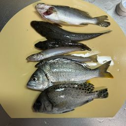 ハゼ